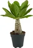 Bloomique - Brighamia Insignis - Palmier d'Hawaï - Plantes Voir les images du produit 1