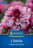 Kiepenkerl Seerosen-Dahlie Creme de Cassis Dahlia x Hybrida Produktbild-Vorschau 1