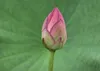 SAFLAX Anzucht Set - Indische Lotusblume - Nelumbo nucifera Produktbild-Vorschau 5