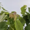 Vinná réva Einset Seedless 2L Náhled obrázku produktu 11