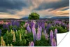MuchoWow® Poster Blumenfeld - Lupinen - Sonnenuntergang Produktbild-Vorschau 1