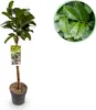 Kirschlorbeer Prunus laurocerasus Etna Stamm-plant Productafbeelding-voorbeeld 1