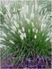 Stauden Gänge 5 x Pennisetum alopecuroides im 1 Liter Topf Produktbild-Vorschau 1