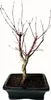 Bonsai - Bonsai baum Japanischer Fächerahorn - Acer (Ahorn) Produktbild-Vorschau 5