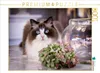 CALVENDO Puzzle Ein Motiv aus dem Kalender Samtpfoten Produktbild-Vorschau 1