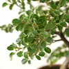 Bonsai - Zelkova serrata - Wysokość 20-25cm - ⌀15cm Podgląd zdjęcia produktu 4
