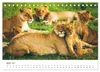 Safari durch Afrika (Tischkalender 2027 DIN A5 quer), Produktbild-Vorschau 7