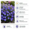 Stauden Gänge 5 x Geranium 'Rozanne ®' im 1 Liter Topf - Produktbild-Vorschau 6