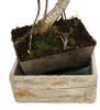 Bonsai fürs Zimmer - in moderner Trendkeramik - Produktbild-Vorschau 5