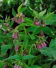 Symphytum officinale, Beinwell, ca. 11x11 cm Topf, robust Produktbild-Vorschau 8