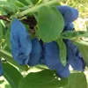 Honigbeere ´BLUE VELVET®´ 20-30 cm, cont. 2,5 l Produktbild-Vorschau 4