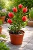 Callistemon laevis (scovolino rosso) 40–60 cm – Pianta in Anteprima dell’immagine prodotto 1