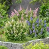 Green boutiQ - Gartenpflanze - Buddleja davidii Butterfly Produktbild-Vorschau 5