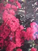 Lagerstroemia indica Pink Velour - Chinesische Kräuselmyrte Produktbild-Vorschau 1