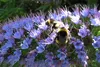SAFLAX  - Orgoglio di Madeira - 100 semi - Echium Anteprima dell’immagine prodotto 6