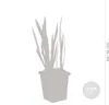 Bloomique - Iris Kaempferi - Kosaciec japoński - Fioletowy Podgląd zdjęcia produktu 3
