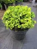 Chamaecyparis pisifera 'Nana' - Zwerg-Sawara Scheinzypresse Produktbild-Vorschau 2