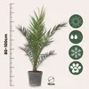 Kanarische Dattelpalme - 2 Stk - Phoenix canariensis - Höhe Produktbild-Vorschau 2