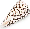Conus marmoreus 8 cm Kegelschnecke Schneckenhaus maritime Produktbild-Vorschau 1