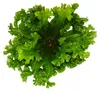 Asplenium antiquum Leslie - variétés spéciales de fougères Voir les images du produit 3