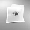Poster - Poster ohne Rahmen - Wisent Schwarzweiß Licht - Produktbild-Vorschau 3