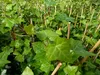 10 Stück Efeu Hedera helix 100 - 120 cm Heckenpflanze Produktbild-Vorschau 2