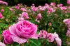 Rosendünger Dünger Für Alle Aarten Rosen Topf Beet Kübeln Produktbild-Vorschau 3