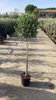 A potted olive tree stands on a concrete path, with other trees and buildings in the background. Náhled obrázku produktu