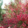 2 X Edelginster Boskoop Ruby / Cytisus | Kleinstrauch und Produktbild-Vorschau 3