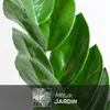 Zamioculcas zamiifolia - plante zz - ↕ 70-80 cm - ⌀ 17 cm - Voir les images du produit 2
