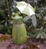 Kantenhocker Zaunfigur Pfahlhocker witziger Frosch mit Produktbild-Vorschau 3