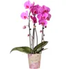 Kolibri Orchids | rosa Phalaenopsis Orchidee - Niagara Fall Produktbild-Vorschau 8