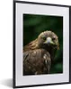 MuchoWow® MuchoWow® Gerahmtes Poster Adler - Braun - Produktbild-Vorschau 1
