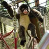 A plush monkey toy hanging from a chain on a rope bridge. Produktbild-Vorschau