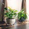 Two potted plants are placed on a wooden floor in front of a window with curtains. Náhled obrázku produktu