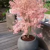 Érable du Japon - Set de 2 - Acer palmatum 'Taylor' - Voir les images du produit 5