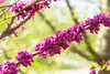Cercis chinensis 'Avondale', Judasbaum, purpurrosa, 40–60 Produktbild-Vorschau 6