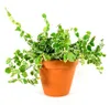 Gardners Ficus pumila variegata, průměr 6 cm Náhled obrázku produktu 1