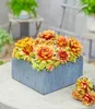 BALDUR Garten 2x Sempervivum 'Gold Nugget®', Pflanzen im Produktbild-Vorschau 3