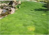 Stauden Gänge 100 x Sagina subulata - Sternmoos - Weiche Produktbild-Vorschau 1
