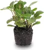 Fittonia Joly Josan – roślina mozaikowa, średnica 8,5 cm, Podgląd zdjęcia produktu 1