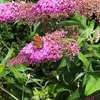 3-er set Schmetterlingsflieder/Buddleja/Sommerflieder, Produktbild-Vorschau 10
