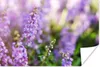 MuchoWow® Poster Nahaufnahme von ganzem Lavendel in einem Produktbild-Vorschau 1