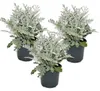 Senecio maritima Silberblatt Dekorative Pflanze mit Produktbild-Vorschau 1