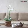 KOTARBAU® 2er Set Pflanzenstütze Transparent PVC 58 cm Produktbild-Vorschau 7