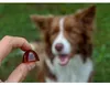 Geloren Small Dog 180g - Ergänzungsmischung, Geleebohnen Produktbild-Vorschau 14