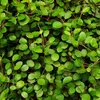 6 x Muehlenbeckia axillaris (= complexe) | Pot 9 cm x 9 cm Voir les images du produit 2