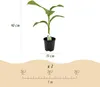 GreenboutiQ - Plante fruitière - Plante de banane - Musa Voir les images du produit 3
