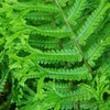 6 x Goldschuppenfarn - Dryopteris affinis  | Topf 9cm x 9cm Produktbild-Vorschau 1