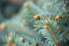 Blaufichte 40-60 cm, im Topf - Picea pungens glauca, Produktbild-Vorschau 5